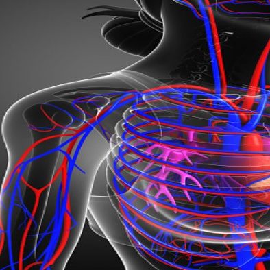 The circulatory system is responsible for the transportation of blood, oxygen, and nutrients to different parts of the body