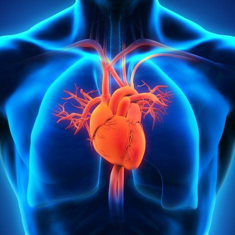 Cardiovascular Diseases in Spain: Understanding the Silent Threat